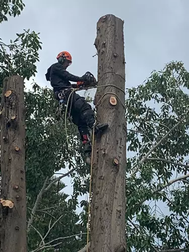 גיזום עצים 4